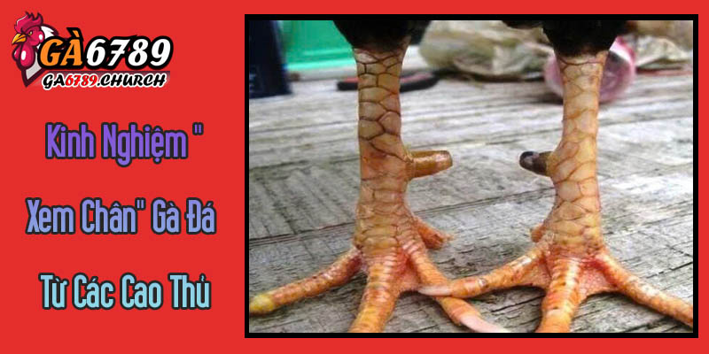 Kinh Nghiệm "Xem Chân" Gà Đá Từ Các Cao Thủ Ga6789 Kinh Nghiệm "Xem Chân" Gà Đá Từ Các Cao Thủ Ga6789