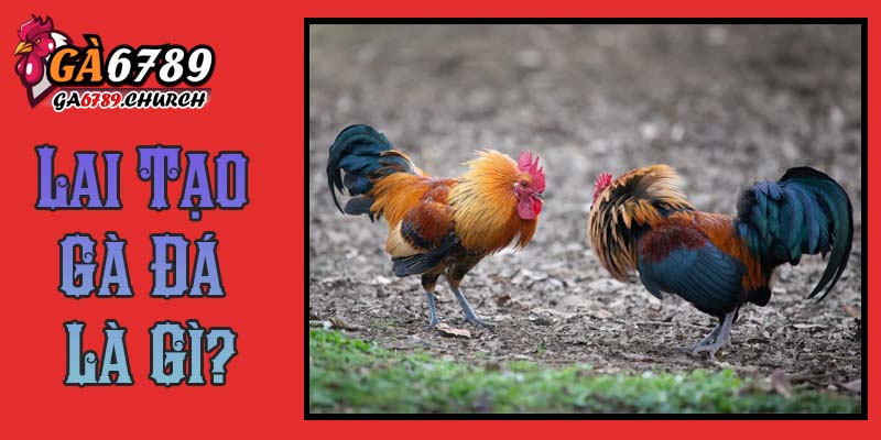 Lai Tạo Gà Đá Là Gì? Lai Tạo Gà Đá Là Gì?