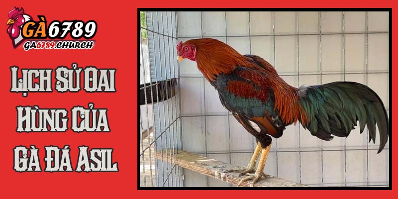Lịch Sử Oai Hùng Của Gà Đá Asil Lịch Sử Oai Hùng Của Gà Đá Asil