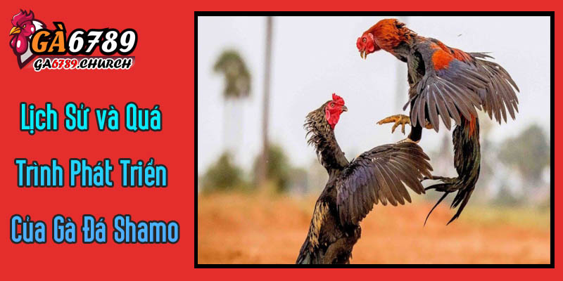 Nguồn Gốc Lịch Sử và Quá Trình Phát Triển Của Gà Đá Shamo Nguồn Gốc Lịch Sử và Quá Trình Phát Triển Của Gà Đá Shamo