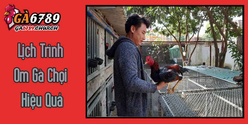 Lịch Trình Om Gà Chọi Hiệu Quả Lịch Trình Om Gà Chọi Hiệu Quả