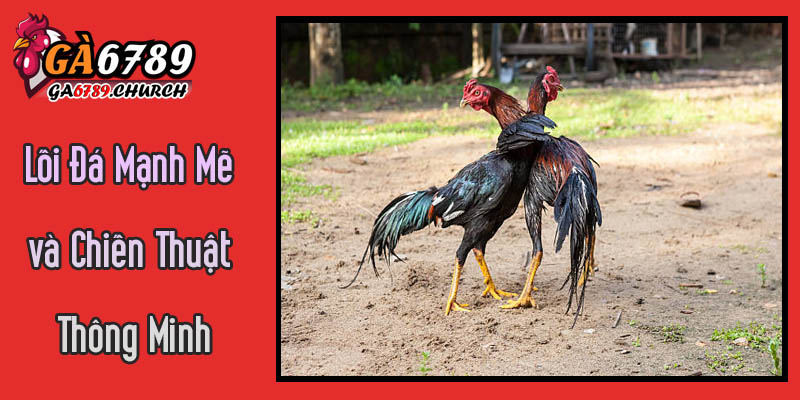 Khám Phá Lối Đá Mạnh Mẽ và Chiến Thuật Thông Minh Của Gà Đá Malay Khám Phá Lối Đá Mạnh Mẽ và Chiến Thuật Thông Minh Của Gà Đá Malay