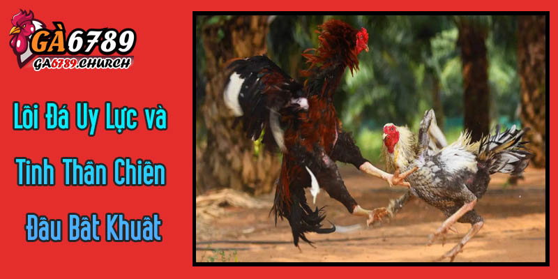 Khám Phá Lối Đá Uy Lực và Tinh Thần Chiến Đấu Bất Khuất Của Gà Đá Shamo Khám Phá Lối Đá Uy Lực và Tinh Thần Chiến Đấu Bất Khuất Của Gà Đá Shamo