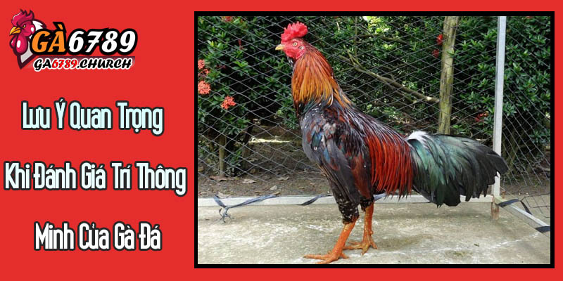 Lưu Ý Quan Trọng Khi Đánh Giá Trí Thông Minh Của Gà Đá Lưu Ý Quan Trọng Khi Đánh Giá Trí Thông Minh Của Gà Đá
