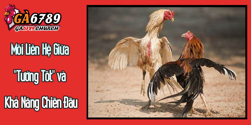 Mối Liên Hệ Giữa "Tướng Tốt" và Khả Năng Chiến Đấu Mối Liên Hệ Giữa "Tướng Tốt" và Khả Năng Chiến Đấu