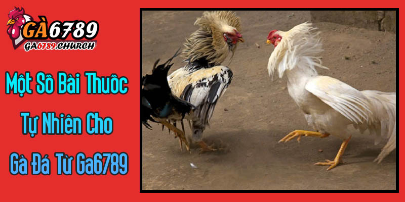 Một Số Bài Thuốc Tự Nhiên Cho Gà Đá Từ Ga6789 Một Số Bài Thuốc Tự Nhiên Cho Gà Đá Từ Ga6789