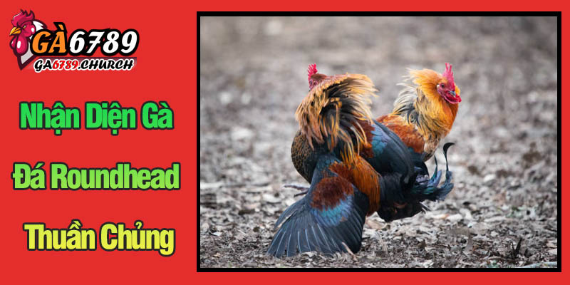 Nhận Diện Gà Đá Roundhead Thuần Chủng: Bí Quyết Từ Ga6789 Nhận Diện Gà Đá Roundhead Thuần Chủng: Bí Quyết Từ Ga6789