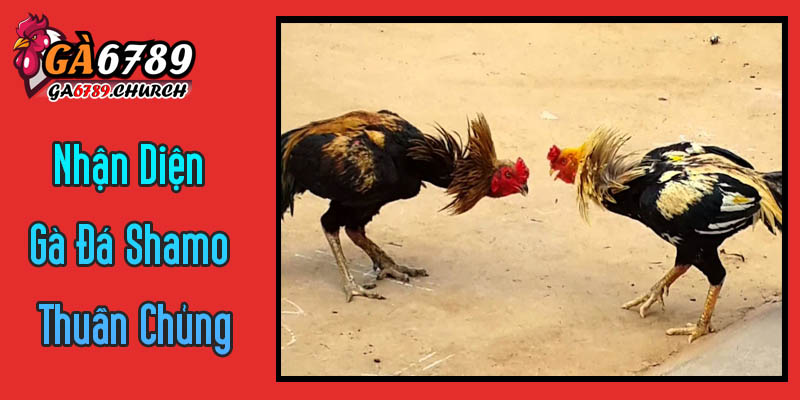 Nhận Diện Gà Đá Shamo Thuần Chủng: Kinh Nghiệm Từ Ga6789 Nhận Diện Gà Đá Shamo Thuần Chủng: Kinh Nghiệm Từ Ga6789