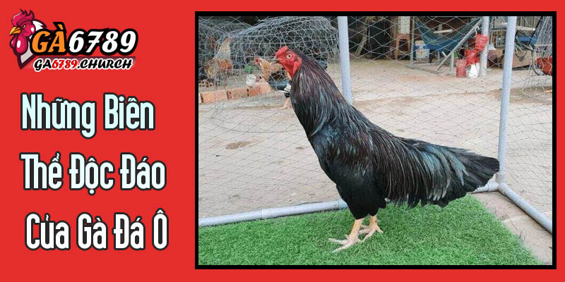Những Biến Thể Độc Đáo Của Gà Đá Ô Những Biến Thể Độc Đáo Của Gà Đá Ô