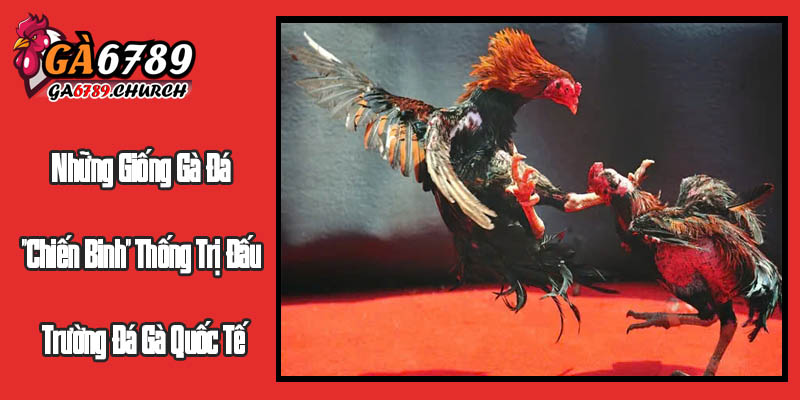 Những Giống Gà Đá "Chiến Binh" Thống Trị Đấu Trường Đá Gà Quốc Tế Những Giống Gà Đá "Chiến Binh" Thống Trị Đấu Trường Đá Gà Quốc Tế