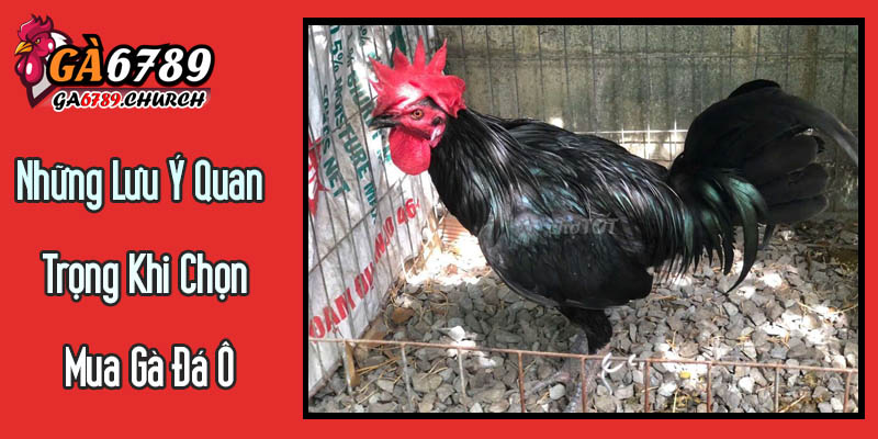 Những Lưu Ý Quan Trọng Khi Chọn Mua Gà Đá Ô Những Lưu Ý Quan Trọng Khi Chọn Mua Gà Đá Ô