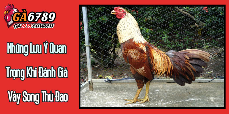Những Lưu Ý Quan Trọng Khi Đánh Giá Vảy Song Thủ Đao Những Lưu Ý Quan Trọng Khi Đánh Giá Vảy Song Thủ Đao