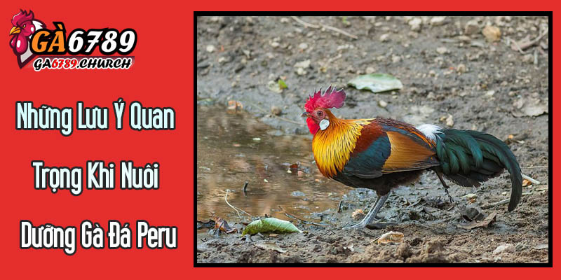 Những Lưu Ý Quan Trọng Khi Nuôi Dưỡng Gà Đá Peru Từ Ga6789 Những Lưu Ý Quan Trọng Khi Nuôi Dưỡng Gà Đá Peru Từ Ga6789