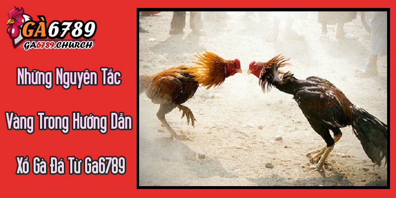 Những Nguyên Tắc Vàng Trong Hướng Dẫn Xổ Gà Đá Từ Ga6789 Những Nguyên Tắc Vàng Trong Hướng Dẫn Xổ Gà Đá Từ Ga6789