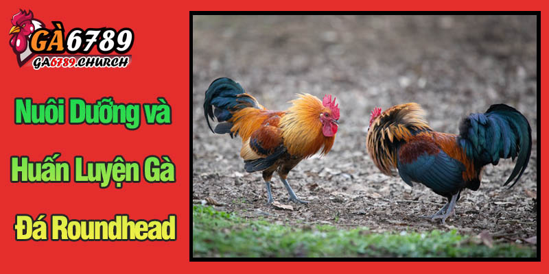 Bí Quyết Nuôi Dưỡng và Huấn Luyện Gà Đá Roundhead Để Trở Thành Chiến Kê Xuất Sắc Bí Quyết Nuôi Dưỡng và Huấn Luyện Gà Đá Roundhead Để Trở Thành Chiến Kê Xuất Sắc