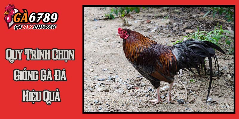 Quy Trình Chọn Giống Gà Đá Hiệu Quả Quy Trình Chọn Giống Gà Đá Hiệu Quả