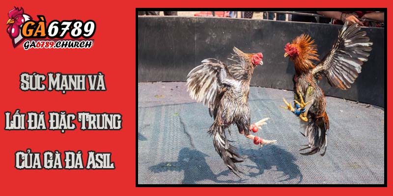 Khám Phá Sức Mạnh và Lối Đá Đặc Trưng Của Gà Đá Asil Khám Phá Sức Mạnh và Lối Đá Đặc Trưng Của Gà Đá Asil