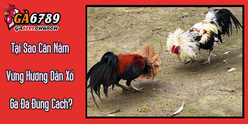 Tại Sao Cần Nắm Vững Hướng Dẫn Xổ Gà Đá Đúng Cách? Tại Sao Cần Nắm Vững Hướng Dẫn Xổ Gà Đá Đúng Cách?