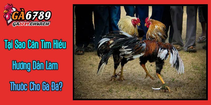 Tại Sao Cần Tìm Hiểu Hướng Dẫn Làm Thuốc Cho Gà Đá? Tại Sao Cần Tìm Hiểu Hướng Dẫn Làm Thuốc Cho Gà Đá?