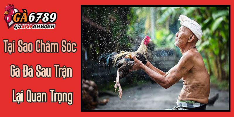 Tại Sao Chăm Sóc Gà Đá Sau Trận Lại Quan Trọng Hàng Đầu? Tại Sao Chăm Sóc Gà Đá Sau Trận Lại Quan Trọng Hàng Đầu?