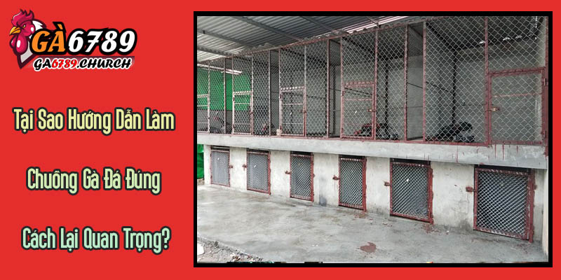 Tại Sao Hướng Dẫn Làm Chuồng Gà Đá Đúng Cách Lại Quan Trọng? Tại Sao Hướng Dẫn Làm Chuồng Gà Đá Đúng Cách Lại Quan Trọng?