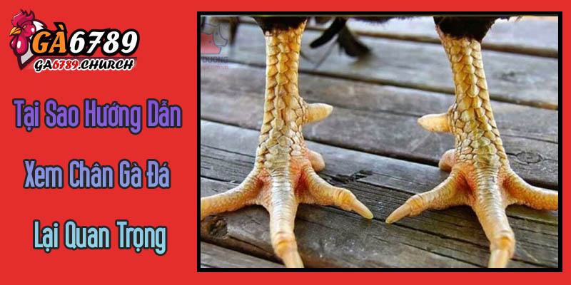 Tại Sao Hướng Dẫn Xem Chân Gà Đá Lại Quan Trọng Với Sư Kê? Tại Sao Hướng Dẫn Xem Chân Gà Đá Lại Quan Trọng Với Sư Kê?