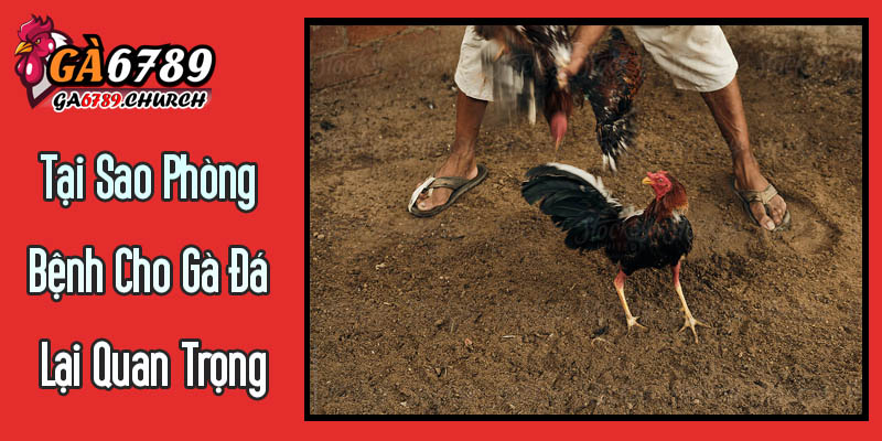 Tại Sao Phòng Bệnh Cho Gà Đá Lại Quan Trọng Hơn Cả Chữa Bệnh? Tại Sao Phòng Bệnh Cho Gà Đá Lại Quan Trọng Hơn Cả Chữa Bệnh?