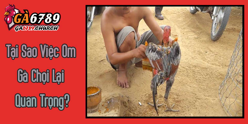 Tại Sao Việc Om Gà Chọi Lại Quan Trọng? Tại Sao Việc Om Gà Chọi Lại Quan Trọng?