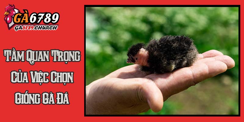 Tầm Quan Trọng Của Việc Chọn Giống Gà Đá Tầm Quan Trọng Của Việc Chọn Giống Gà Đá