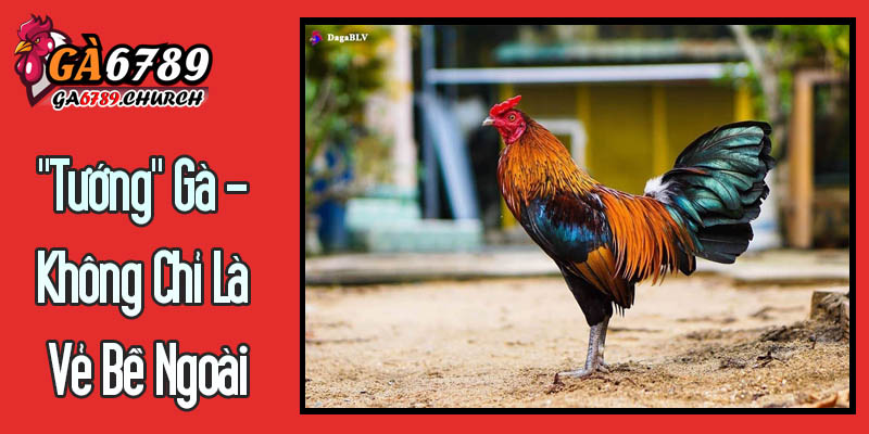 "Tướng" Gà - Không Chỉ Là Vẻ Bề Ngoài "Tướng" Gà - Không Chỉ Là Vẻ Bề Ngoài