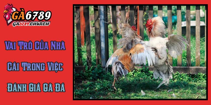 Vai Trò Của Nhà Cái Trong Việc Đánh Giá Gà Đá Vai Trò Của Nhà Cái Trong Việc Đánh Giá Gà Đá