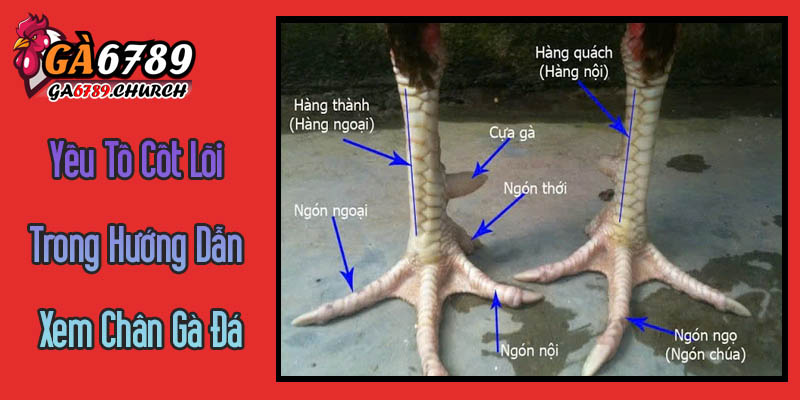 Những Yếu Tố Cốt Lõi Trong Hướng Dẫn Xem Chân Gà Đá Từ Ga6789 Những Yếu Tố Cốt Lõi Trong Hướng Dẫn Xem Chân Gà Đá Từ Ga6789