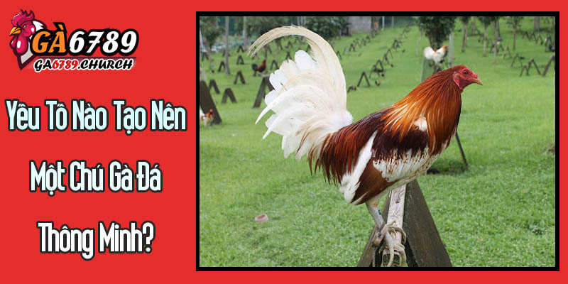 Yếu Tố Nào Tạo Nên Một Chú Gà Đá Thông Minh? Yếu Tố Nào Tạo Nên Một Chú Gà Đá Thông Minh?