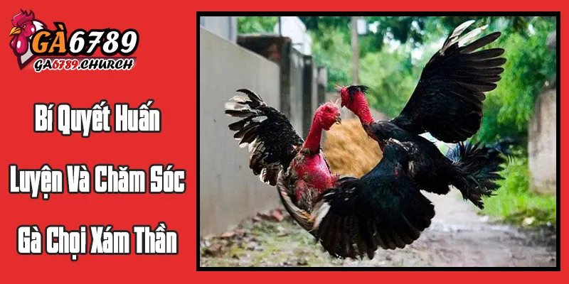 Bí Quyết Huấn Luyện Và Chăm Sóc Gà Chọi Xám Thần Bí Quyết Huấn Luyện Và Chăm Sóc Gà Chọi Xám Thần