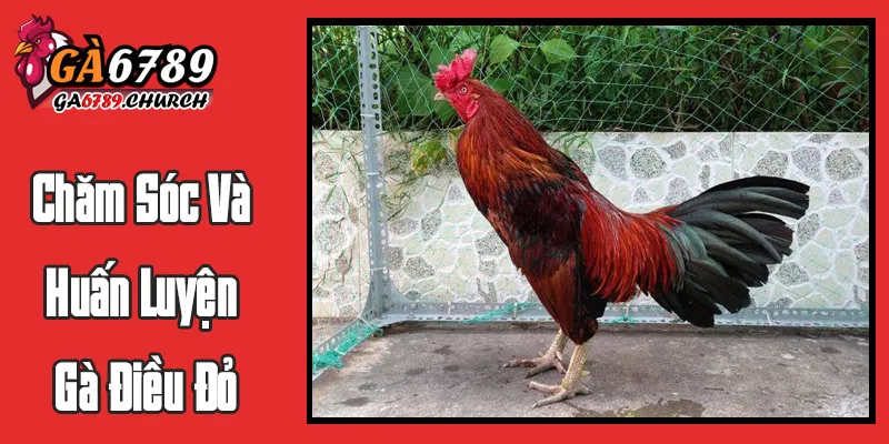 Chăm Sóc Và Huấn Luyện Gà Điều Đỏ Để Trở Thành "Thần Kê" Chăm Sóc Và Huấn Luyện Gà Điều Đỏ Để Trở Thành "Thần Kê"