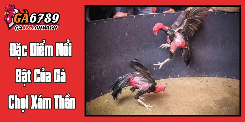 Đặc Điểm Nổi Bật Của Gà Chọi Xám Thần Đặc Điểm Nổi Bật Của Gà Chọi Xám Thần