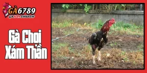 Gà Chọi Xám Thần