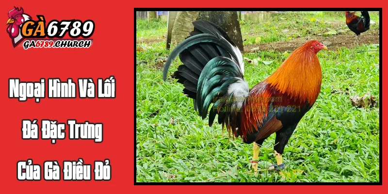 Ngoại Hình Và Lối Đá Đặc Trưng Của Gà Điều Đỏ Ngoại Hình Và Lối Đá Đặc Trưng Của Gà Điều Đỏ
