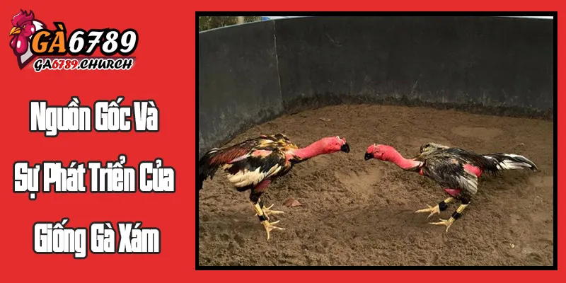 Nguồn Gốc Và Sự Phát Triển Của Giống Gà Xám Nguồn Gốc Và Sự Phát Triển Của Giống Gà Xám