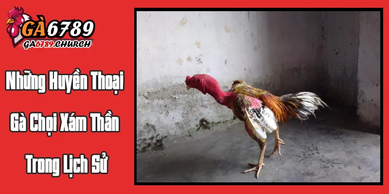 Những Huyền Thoại Gà Chọi Xám Thần Trong Lịch Sử Những Huyền Thoại Gà Chọi Xám Thần Trong Lịch Sử