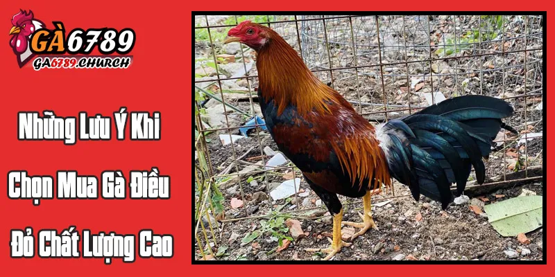 Những Lưu Ý Khi Chọn Mua Gà Điều Đỏ Chất Lượng Cao Những Lưu Ý Khi Chọn Mua Gà Điều Đỏ Chất Lượng Cao