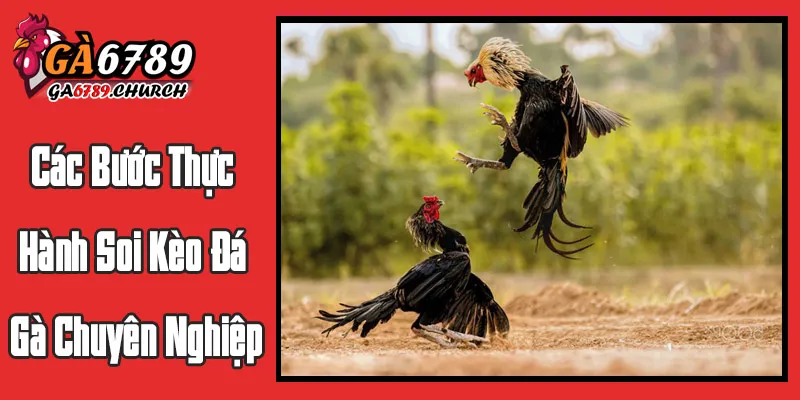 Các Bước Thực Hành Soi Kèo Đá Gà Chuyên Nghiệp