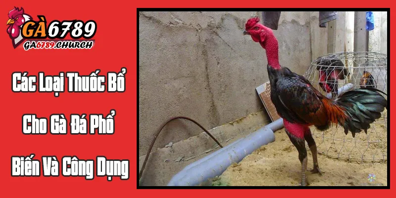 Các Loại Thuốc Bổ Cho Gà Đá Phổ Biến Và Công Dụng Các Loại Thuốc Bổ Cho Gà Đá Phổ Biến Và Công Dụng