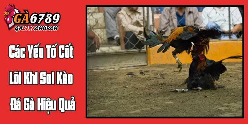 Các Yếu Tố Cốt Lõi Khi Soi Kèo Đá Gà Hiệu Quả