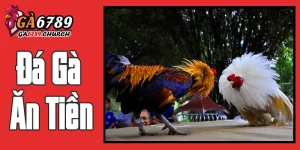 Đá Gà Ăn Tiền