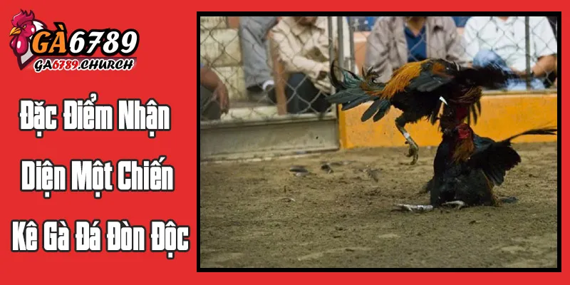 Đặc Điểm Nhận Diện Một Chiến Kê Gà Đá Đòn Độc