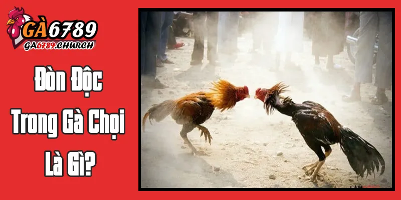 Đòn Độc Trong Gà Chọi Là Gì?