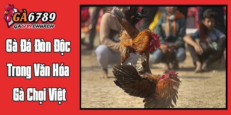 Gà Đá Đòn Độc Trong Văn Hóa Gà Chọi Việt
