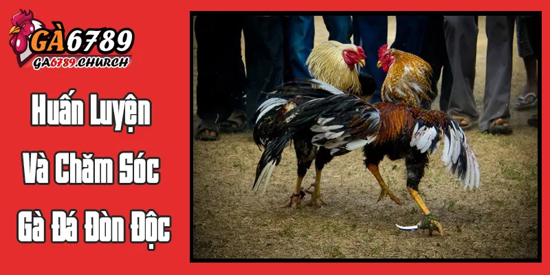 Huấn Luyện Và Chăm Sóc Gà Đá Đòn Độc: Nghệ Thuật Của Sư Kê