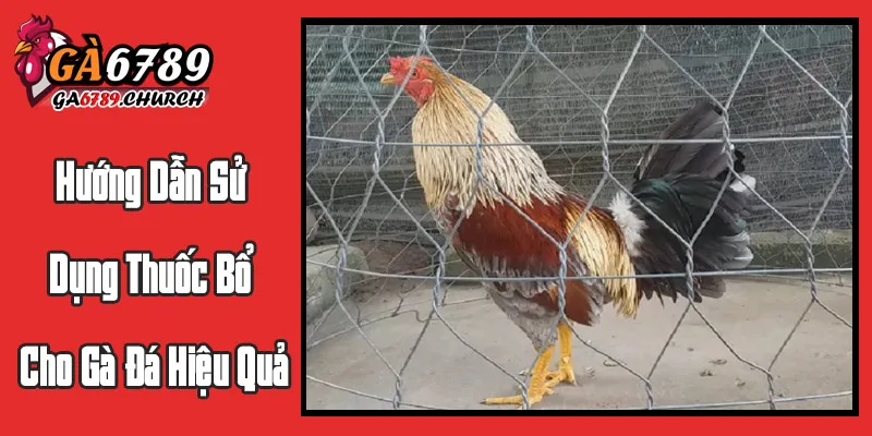 Hướng Dẫn Sử Dụng Thuốc Bổ Cho Gà Đá Hiệu Quả Hướng Dẫn Sử Dụng Thuốc Bổ Cho Gà Đá Hiệu Quả